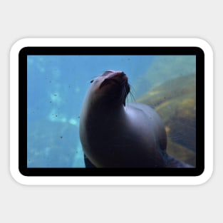 Sea Lion Sticker